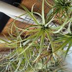 Luchtplantjes / Tillandsia 8 stuks NU € 20, Huis en Inrichting, Kamerplanten, Ophalen of Verzenden, Halfschaduw, Minder dan 100 cm