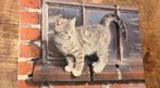 Schattig grijs katje met kromme staart, Verzenden, 1980 tot heden, Gelopen, Hond of Kat