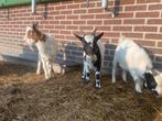 Dwergbokjes, Dieren en Toebehoren, Schapen, Geiten en Varkens, Meerdere dieren, Geit