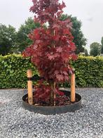 Cortenstaal boomring, Tuin en Terras, Planten | Bomen, Ophalen, Bloeit niet, Halfschaduw, Overige soorten