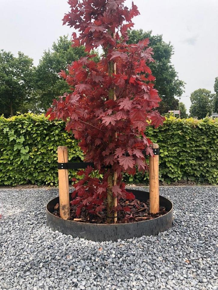Cortenstaal boomring, Tuin en Terras, Planten | Bomen, Overige soorten, 100 tot 250 cm, Halfschaduw, Bloeit niet, Ophalen