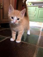 Kitten jong poesje (kater) rood, Dieren en Toebehoren, Katten en Kittens | Overige Katten, Kater, Kortharig, 0 tot 2 jaar