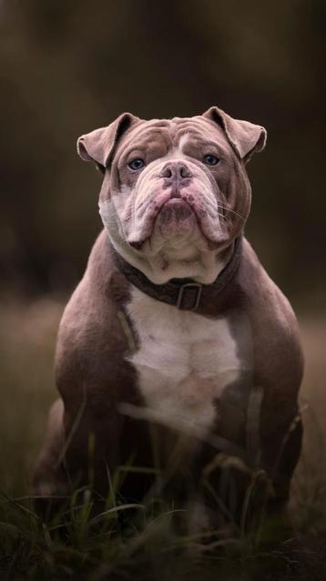 Old english bulldog dekreu