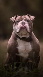 Old english bulldog dekreu, Rabiës (hondsdolheid), Reu, 1 tot 2 jaar, Eén hond