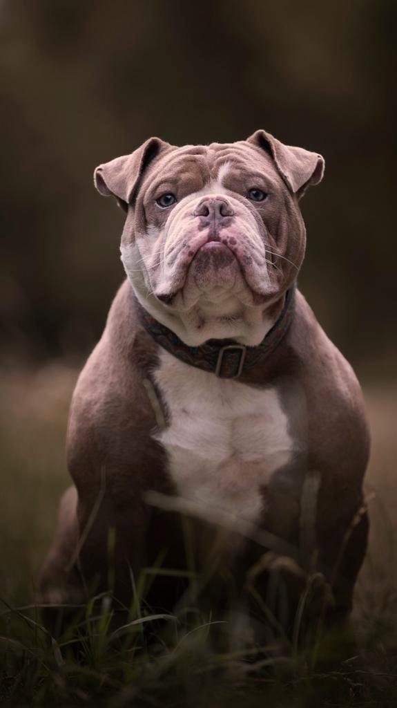 Old english bulldog dekreu, Dieren en Toebehoren, Honden | Dekreuen, Reu, Fokker | Hobbymatig, Eén hond, Nederland, 1 tot 2 jaar