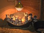 Prachtig zwart wit husky reutje., Dieren en Toebehoren, Reu, 8 tot 15 weken, Poolhond, Parvo