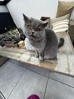 Britse korthaar net 1 jaar, gecastreerd, gechipt, Dieren en Toebehoren, Katten en Kittens | Raskatten | Korthaar, Kater, Gechipt