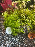 Jonge guppen, Dieren en Toebehoren, Ophalen, Nieuw, Overige typen