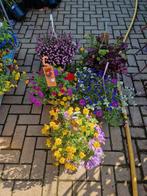 Hangpotten gemengd 26cm hangpot, Tuin en Terras, Planten | Tuinplanten, Ophalen, Zomer, Volle zon
