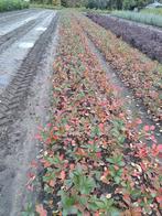 Zwarte appelbes – Aronia melanocarpa bessen voedselbos, Ophalen of Verzenden, Overige soorten, Struik, Minder dan 100 cm