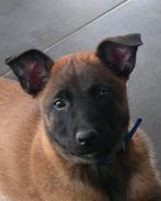 Mechelse herder TEEF, Dieren en Toebehoren, Parvo, België, Fokker | Hobbymatig, 8 tot 15 weken