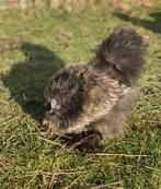 Zijdehoender kriel haan zoekt een nieuw thuis, Mannelijk, Kip