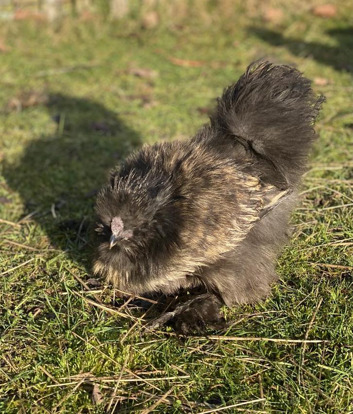 Zijdehoender kriel haan zoekt een nieuw thuis, Dieren en Toebehoren, Pluimvee, Kip, Mannelijk