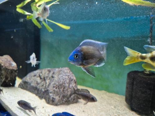 Copadichromis borleyi red kadango malawi mannetje, Dieren en Toebehoren, Vissen | Aquariumvissen, Vis