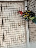 Rosella pop zit zwaar in de rui gratis af te halen, Vrouwelijk, Parkiet