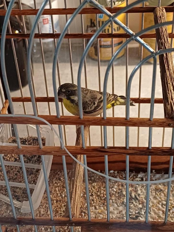 Zeer Mooie Citroenborst Edelzanger Man Geringd 2024, Dieren en Toebehoren, Vogels | Overige Vogels, Mannelijk, Geringd