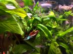 Endler mix, Dieren en Toebehoren, Vis