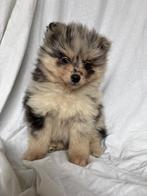 Kleine pomsky pups WIJ MOGEN VERHUIZEN, Parvo, 8 tot 15 weken, Poolhond, Meerdere