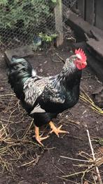 Barnevelder haan, Mannelijk, Kip