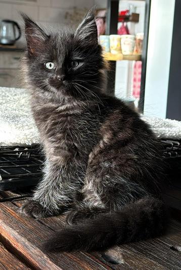 Prachtige Maine coon kittens beschikbaar voor biedingen