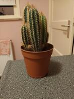 Leuke Cactus, Volle zon, Vaste plant, Bloeit niet, Ophalen
