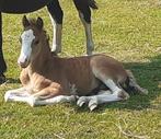 Prachtig, sterk ontwikkeld Welsh a hengstveulen, Hengst, Recreatiepony, 0 tot 2 jaar