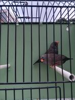 Charcoal zebravinken, Meerdere dieren