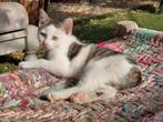 Kitten / jong poesje te koop, Dieren en Toebehoren, Katten en Kittens | Overige Katten, Poes