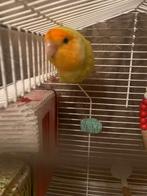 Dwergpapegaai, Dieren en Toebehoren, Mannelijk