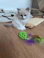 Prachtig nestjes ragdoll kittens, Dieren en Toebehoren