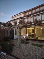 Dakplantaan, Leiboom, 250 tot 400 cm, Zomer, Ophalen