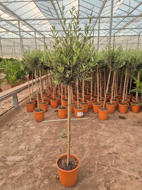 Olijfbomen 1.70 mtr Olea Europaea, Tuin en Terras, Planten | Tuinplanten, Ophalen
