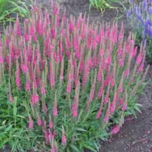 Veronica spicata ar ereprijs, vaste plant, bodembedekker, Tuin en Terras, Planten | Tuinplanten, Vaste plant, Bodembedekkers, Halfschaduw