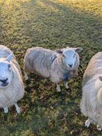 Ram, swifter / Texelaar, Dieren en Toebehoren, Schapen, Geiten en Varkens, Mannelijk, Schaap, 0 tot 2 jaar