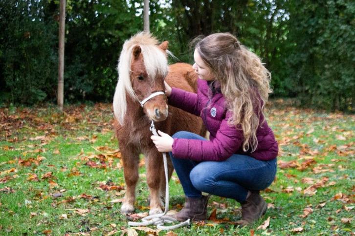 Nieuw huisje gezocht voor jaarling mini hengst, Dieren en Toebehoren, Pony's, Hengst, Niet van toepassing, A pony (tot 1.17m)