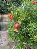 Granaatappelboom met vruchten, Ophalen, Volle zon, Vaste plant, Zomer