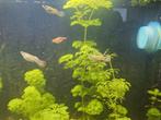 Guppen, Dieren en Toebehoren, Vissen | Aquariumvissen, Vis