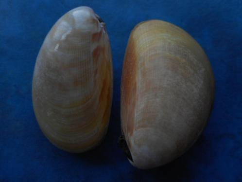Schelpen: Laevicardium attenuatum Sow. f++/gem 62-68mm, Verzamelen, Mineralen en Fossielen, Schelp(en), Verzenden