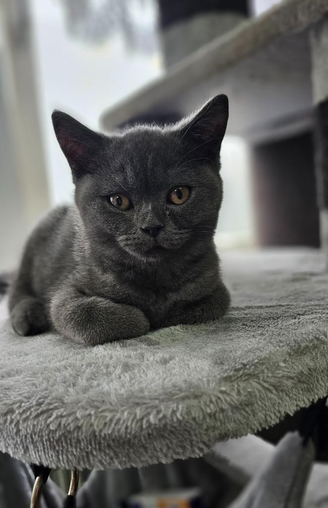 blauw Brits korthaar kater, Dieren en Toebehoren, Katten en Kittens | Raskatten | Korthaar, Poes, 0 tot 2 jaar, Ontwormd, Ingeënt