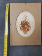 3 droogbloemen prentjes, Ophalen of Verzenden