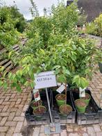 Fruitbomen diverse soorten, Tuin en Terras, Planten | Bomen, Ophalen, Volle zon, Overige soorten