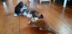 Twee kittens, Dieren en Toebehoren, Katten en Kittens | Overige Katten, Kater, Kortharig, 0 tot 2 jaar