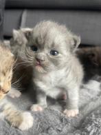 Kittens Ragdoll x Britse korthaar, Dieren en Toebehoren, Katten en Kittens | Raskatten | Korthaar, Gechipt, Meerdere dieren, 0 tot 2 jaar