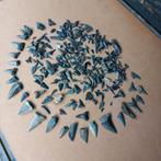 Fossiele haaientanden., Ophalen of Verzenden