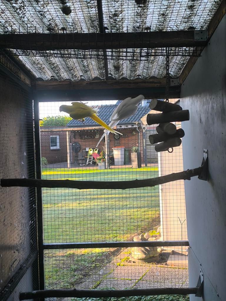 Halsbandparkieten, Meerdere dieren, Parkiet