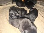 Labrador pups, Dieren en Toebehoren, Honden | Niet-rashonden, Rabiës (hondsdolheid), Reu, 8 tot 15 weken, Meerdere