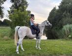 Lieve 12 jarige Arabier op zoek naar gouden huisje, Dieren en Toebehoren, Gechipt, Ruin, L, 160 tot 165 cm