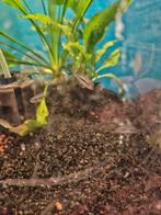 Hypsophrys nicaraguensis babyvissen 2 cm, Dieren en Toebehoren, Vissen | Aquariumvissen, Vis