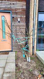 Vijgenboom Ficus crica, Brown Turkey, Bloeit niet, Overige soorten, 100 tot 250 cm, Ophalen