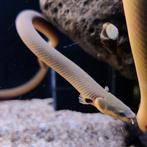 Erpetoichthys calabaricus, Vis